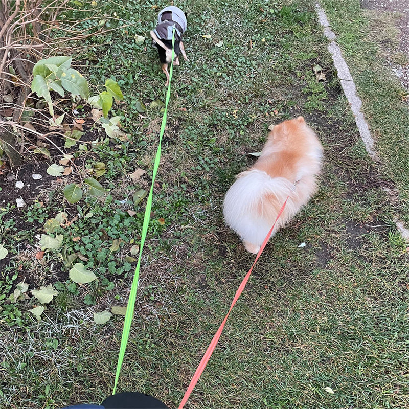 Reflective Dual 360 Swivel Walking Leash With Lights